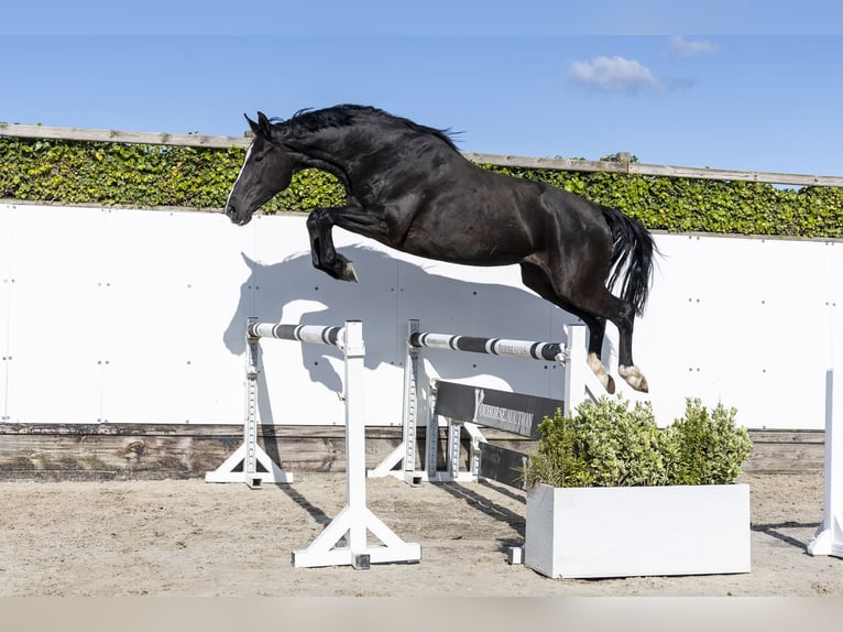 Holsteiner Merrie 6 Jaar 168 cm Zwartbruin in Waddinxveen