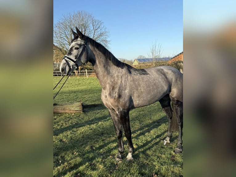 Holsteiner Merrie 6 Jaar 169 cm Appelschimmel in Aukrug