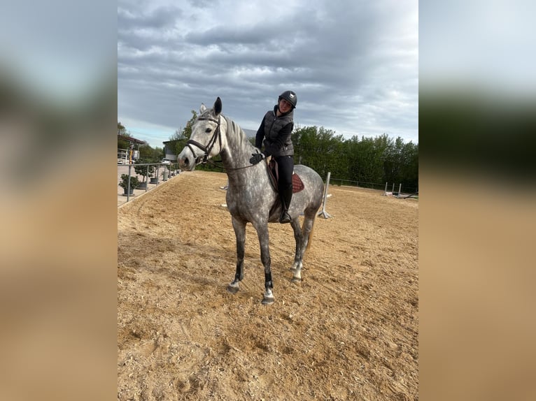 Holsteiner Merrie 6 Jaar 169 cm Appelschimmel in Allersberg
