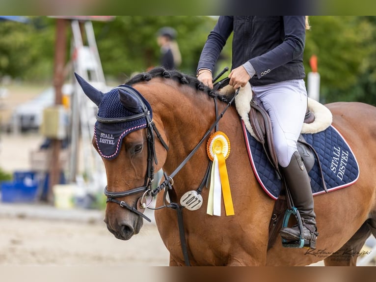 Holsteiner Merrie 6 Jaar 169 cm Bruin in W&#xE4;chtersbach