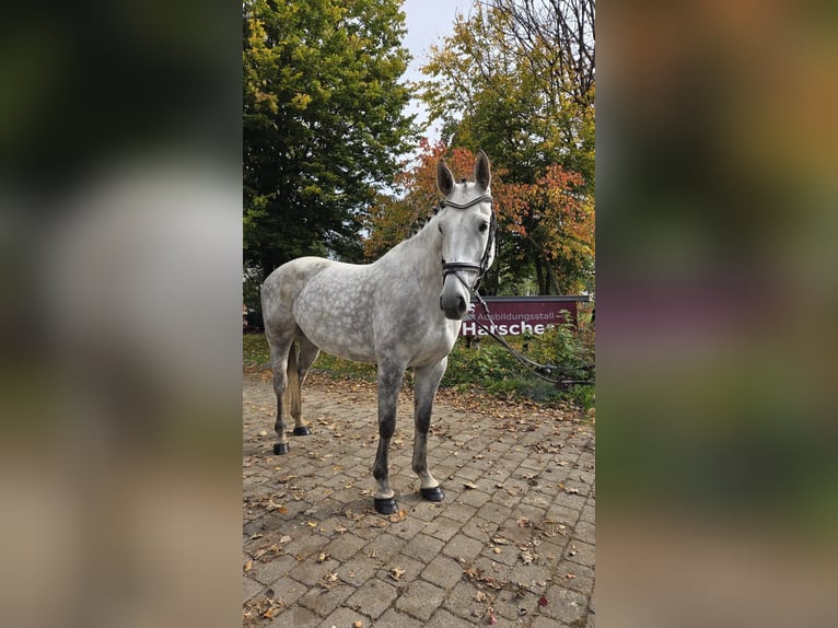 Holsteiner Merrie 6 Jaar 169 cm Schimmel in Laichingen