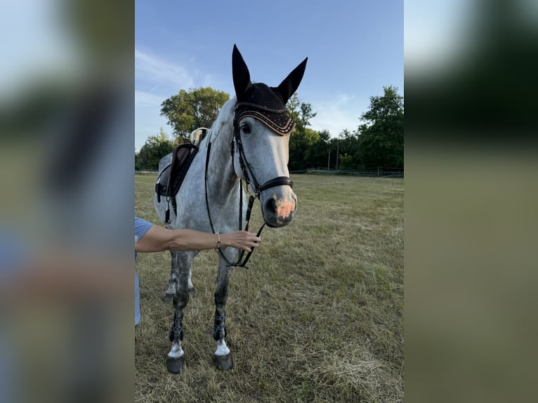 Holsteiner Merrie 6 Jaar 170 cm Appelschimmel in Allersberg