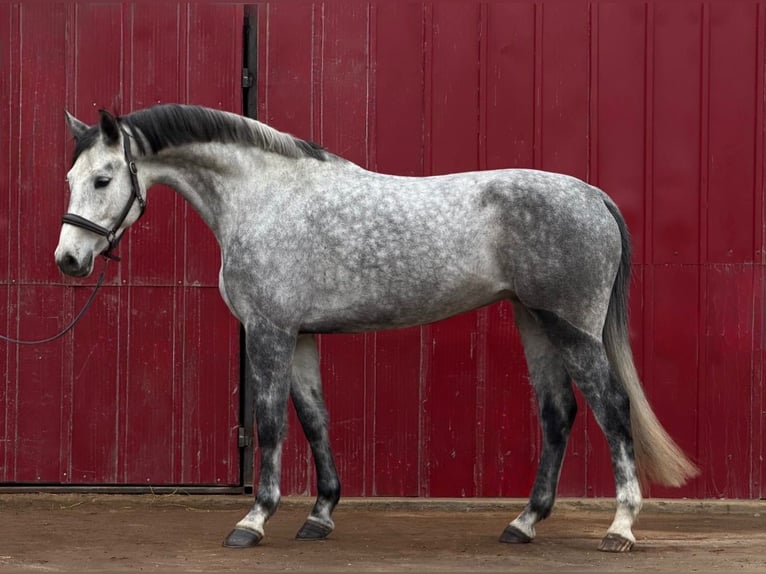 Holsteiner Merrie 6 Jaar 170 cm Appelschimmel in Loipersbach im Burgenland