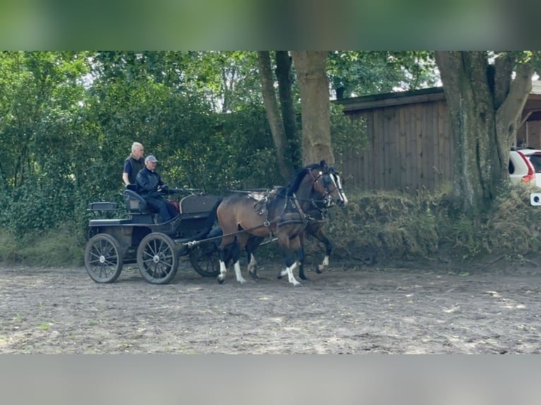 Holsteiner Merrie 6 Jaar 170 cm Bruin in L&#xFC;beck