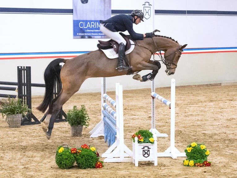 Holsteiner Merrie 6 Jaar 170 cm Bruin in Elmshorn