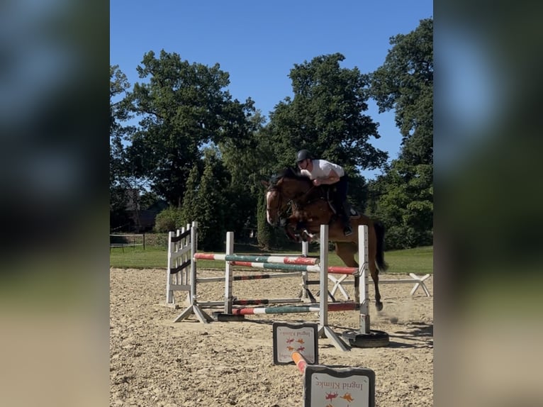 Holsteiner Merrie 6 Jaar 170 cm Bruin in Hamburg Osdorf