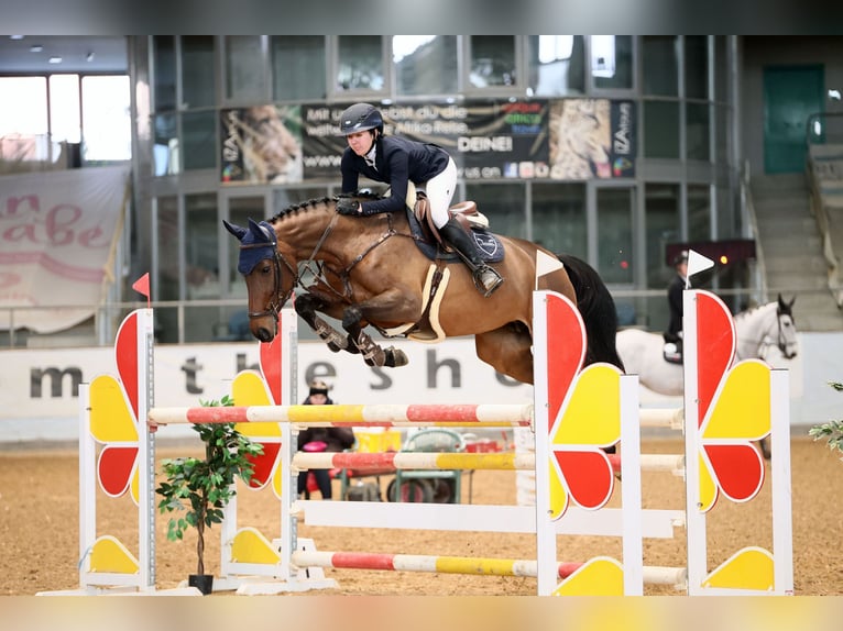 Holsteiner Merrie 6 Jaar 170 cm Bruin in Sandhausen