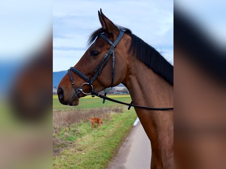 Holsteiner Merrie 6 Jaar 170 cm Bruin in Sandhausen