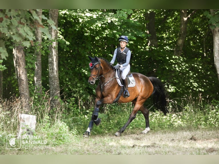 Holsteiner Merrie 6 Jaar 170 cm Donkerbruin in Gomadingen