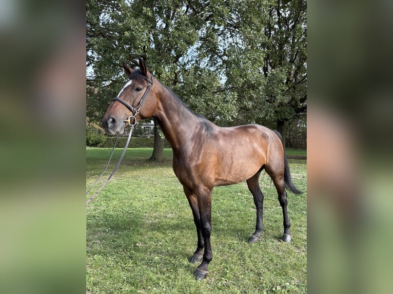 Holsteiner Merrie 6 Jaar 170 cm Donkerbruin in Köln