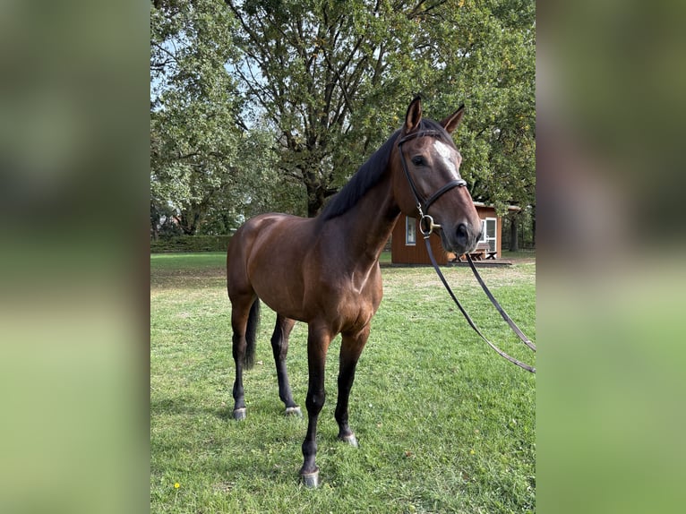 Holsteiner Merrie 6 Jaar 170 cm Donkerbruin in Köln