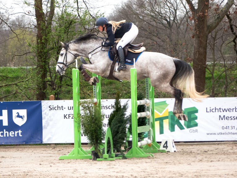 Holsteiner Merrie 6 Jaar 170 cm Schimmel in Woltersdorf