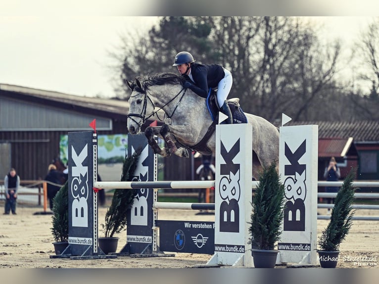 Holsteiner Merrie 6 Jaar 170 cm Schimmel in Woltersdorf