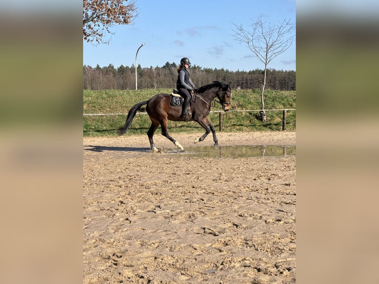Holsteiner Merrie 6 Jaar 172 cm Bruin in Babenhausen