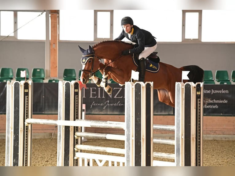 Holsteiner Merrie 6 Jaar 172 cm Bruin in trostberg