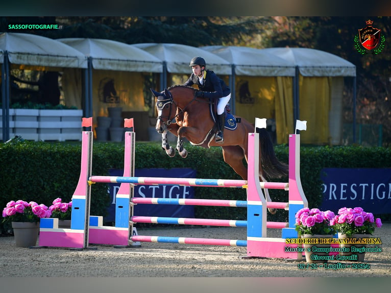 Holsteiner Merrie 6 Jaar 172 cm Bruin in trostberg