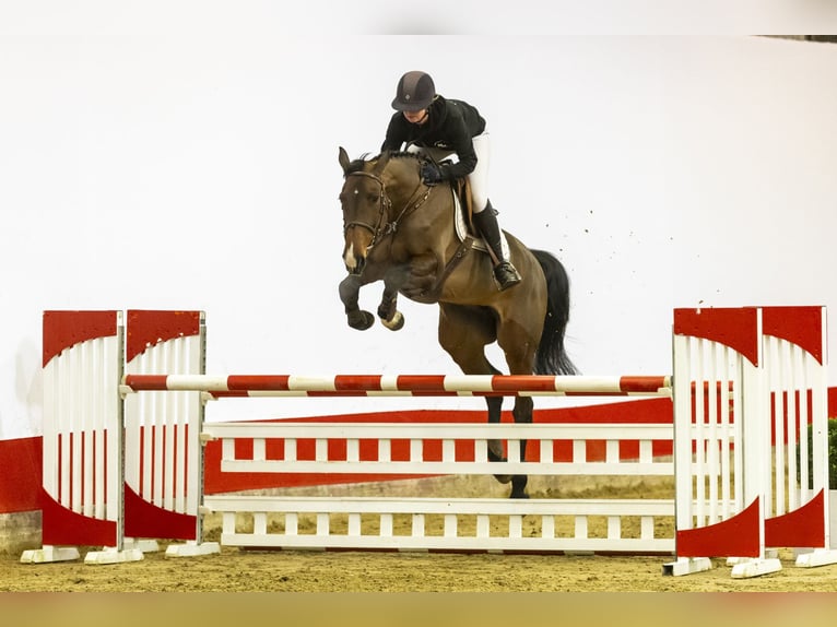 Holsteiner Merrie 6 Jaar 172 cm Bruin in Waddinxveen