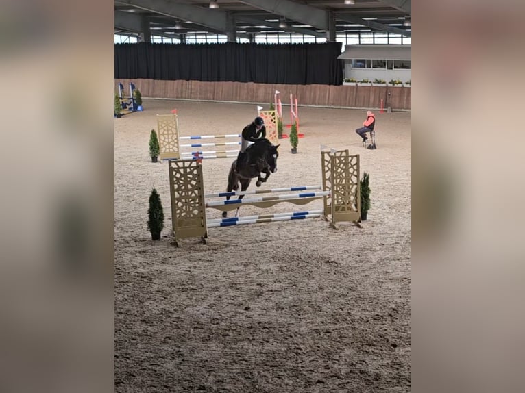 Holsteiner Merrie 6 Jaar 172 cm Donkerbruin in Molbergen