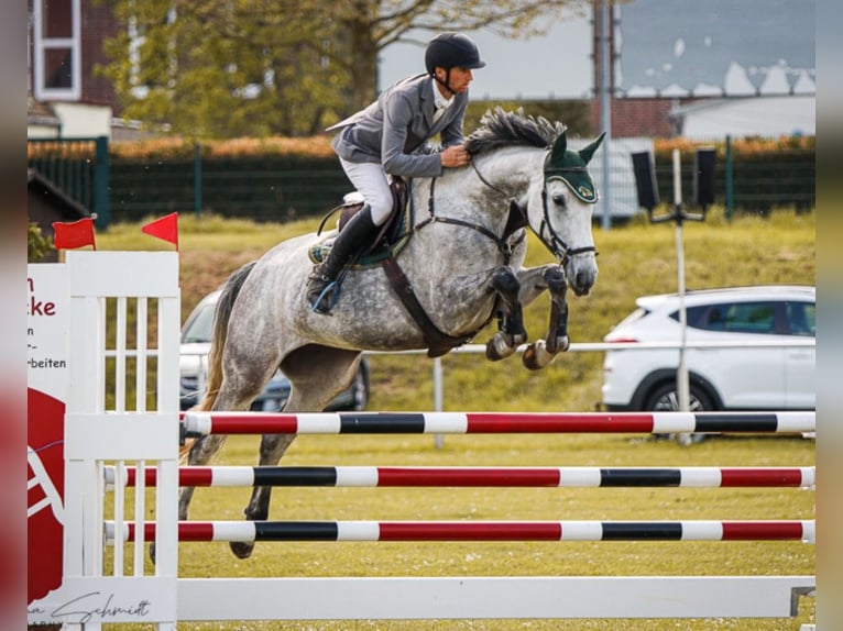 Holsteiner Merrie 6 Jaar 172 cm kan schimmel zijn in Bad Schmiedeberg