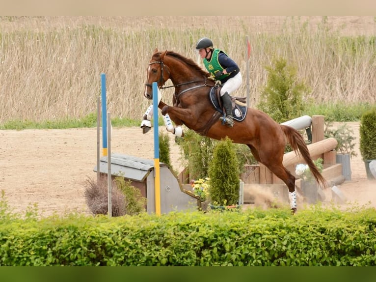 Holsteiner Merrie 6 Jaar 172 cm Vos in Lübeck