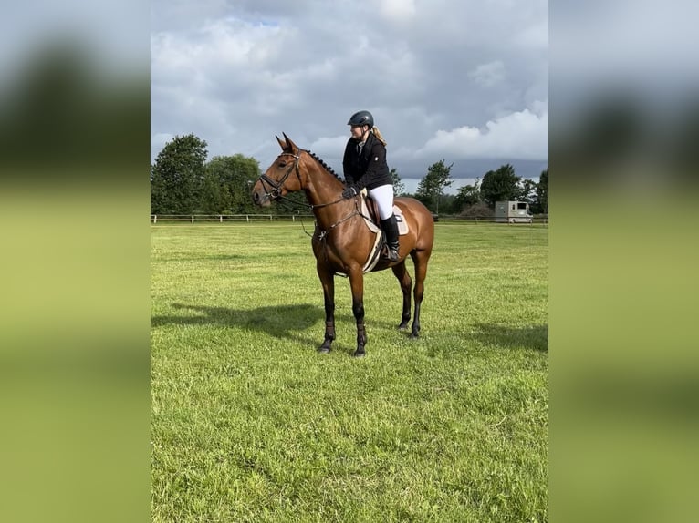 Holsteiner Merrie 6 Jaar 173 cm Bruin in S&#xFC;derl&#xFC;gum