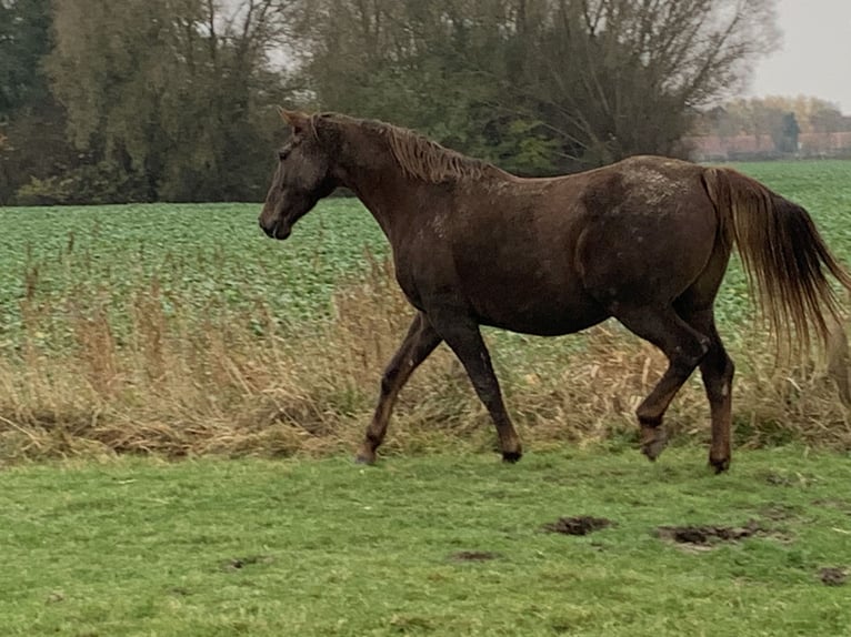 Holsteiner Merrie 6 Jaar 173 cm Vos in Epenw&#xF6;hrden