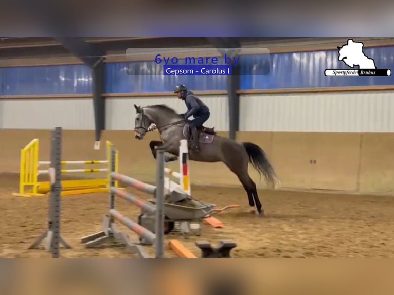 Holsteiner Merrie 6 Jaar 174 cm Schimmel in Gadow