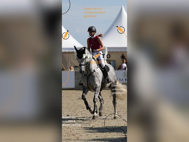 Holsteiner Merrie 6 Jaar 175 cm Appelschimmel in Sankt Peter-Ording