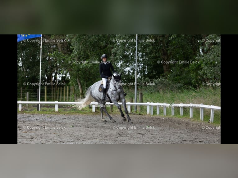 Holsteiner Merrie 6 Jaar 175 cm Appelschimmel in Sankt Peter-Ording