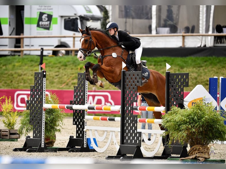 Holsteiner Merrie 6 Jaar 178 cm Bruin in Schmilau