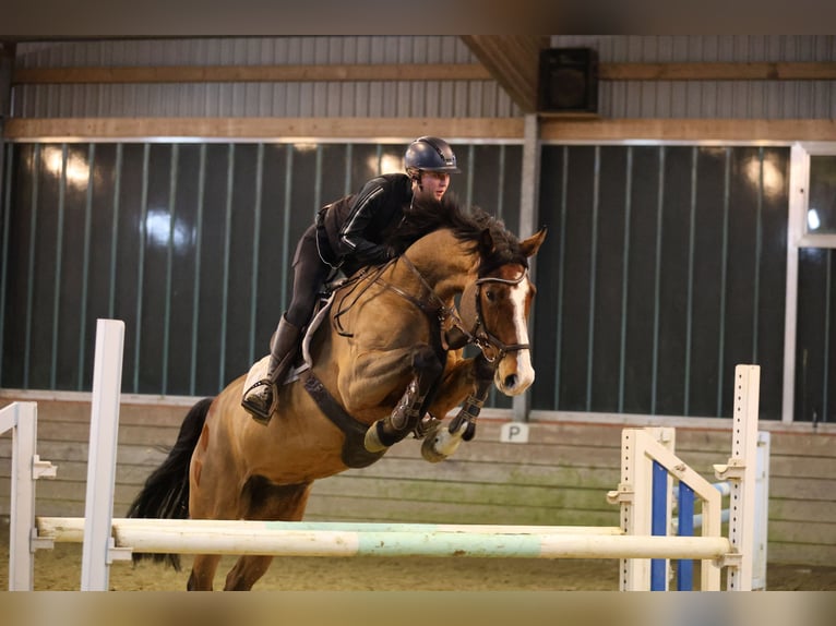 Holsteiner Merrie 6 Jaar 178 cm Bruin in Schmilau