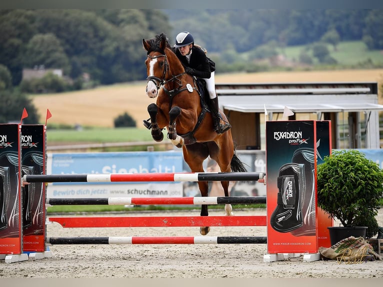 Holsteiner Merrie 6 Jaar 178 cm Bruin in Schmilau