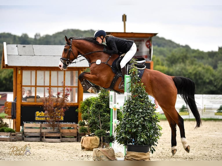 Holsteiner Merrie 6 Jaar 178 cm Bruin in Schmilau