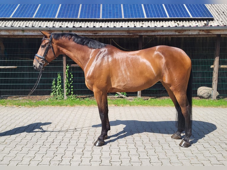 Holsteiner Merrie 6 Jaar Bruin in Egestorf