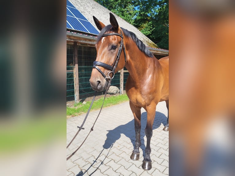 Holsteiner Merrie 6 Jaar Bruin in Egestorf