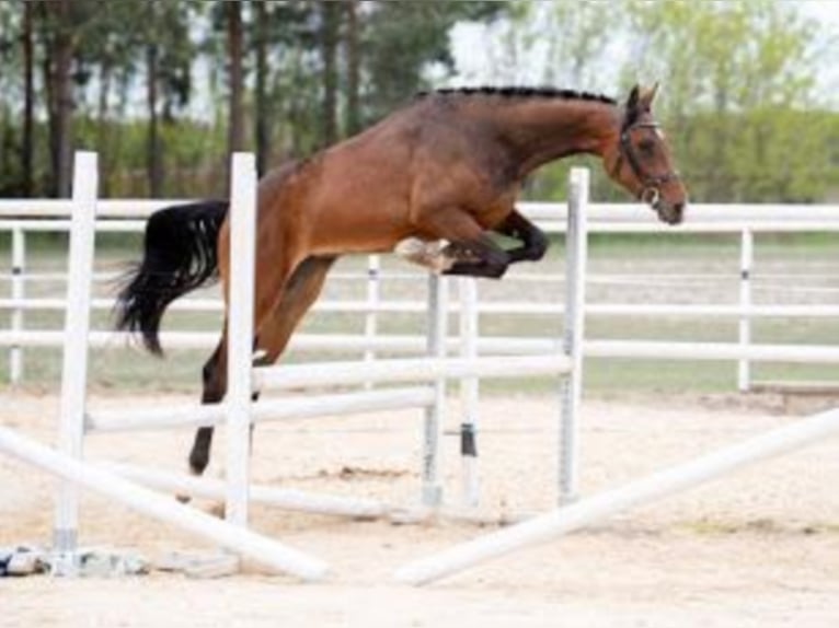 Holsteiner Merrie 6 Jaar Donkerbruin in Trzcianka