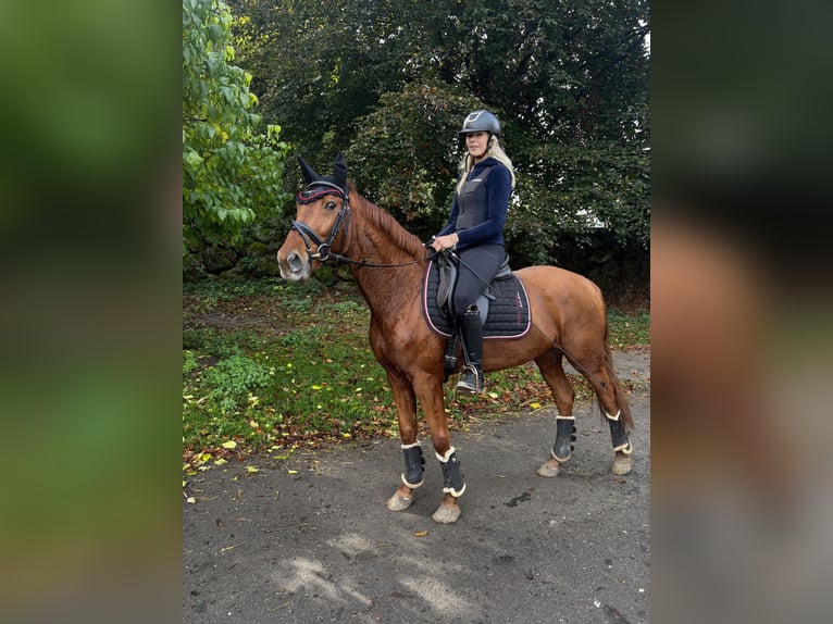 Holsteiner Merrie 7 Jaar 155 cm Vos in Grande