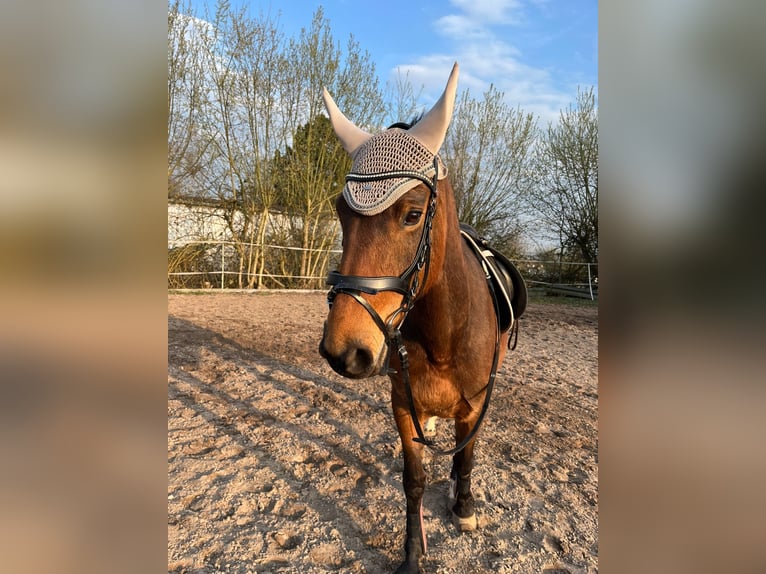 Holsteiner Merrie 7 Jaar 160 cm Bruin in Lahnau