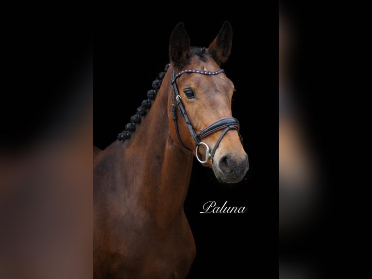 Holsteiner Merrie 7 Jaar 160 cm Bruin in Lahnau