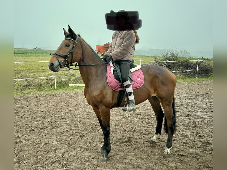 Holsteiner Mix Merrie 7 Jaar 160 cm Bruin in Lahnau