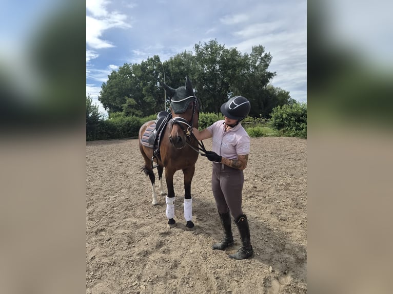 Holsteiner Merrie 7 Jaar 160 cm Donkerbruin in Ingolstadt
