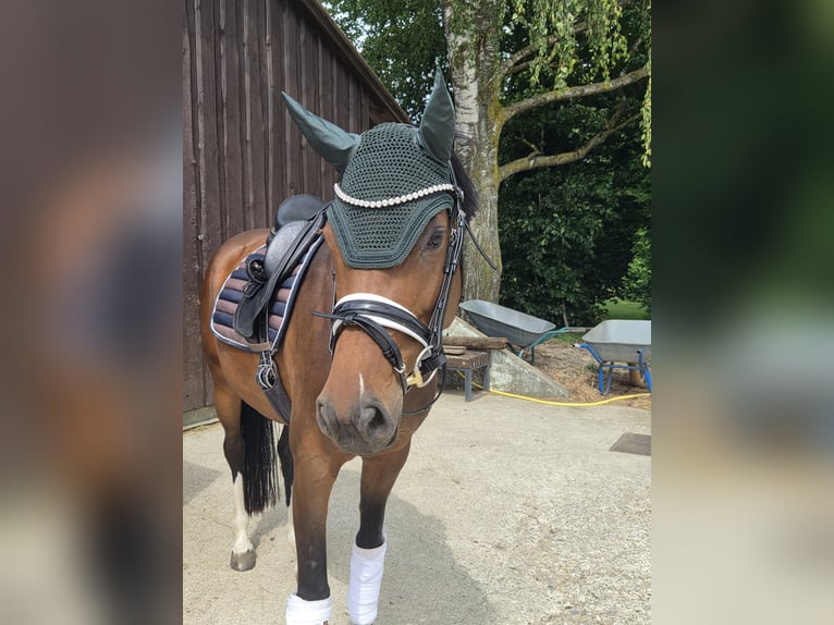 Holsteiner Merrie 7 Jaar 160 cm Donkerbruin in Ingolstadt