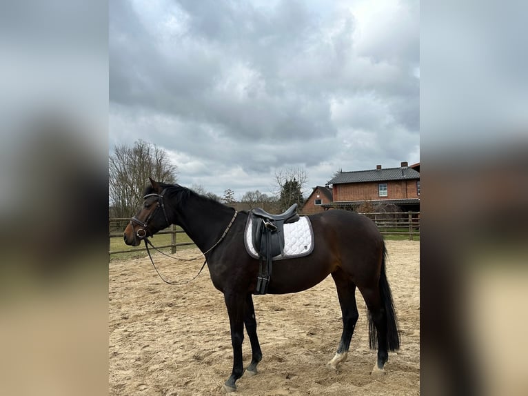 Holsteiner Merrie 7 Jaar 160 cm  in Lütjensee