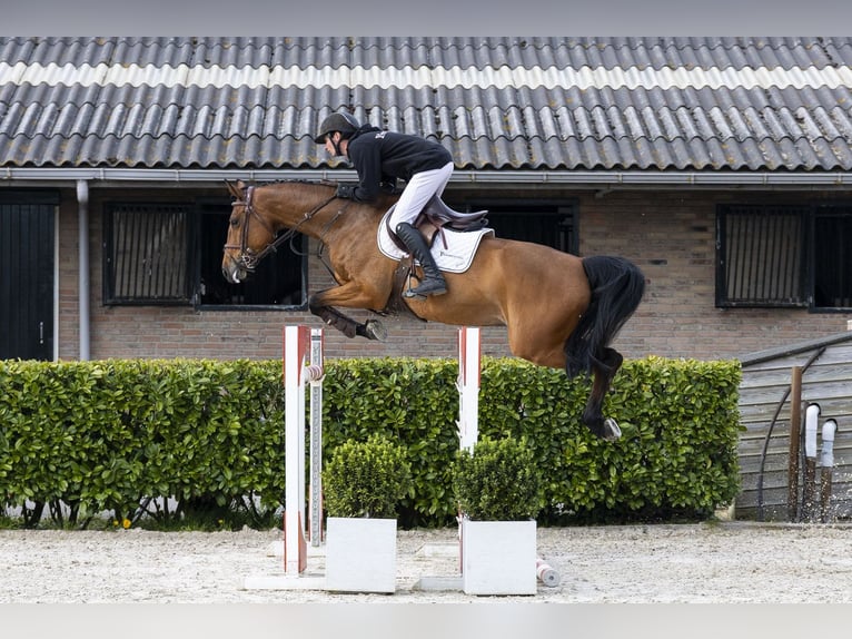 Holsteiner Merrie 7 Jaar 162 cm  in Waddinxveen