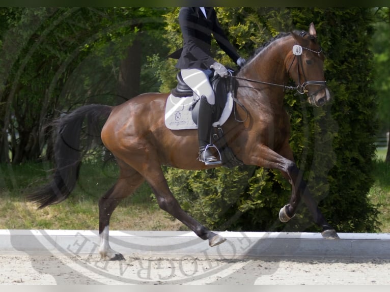 Holsteiner Merrie 7 Jaar 163 cm Bruin in Weyhe