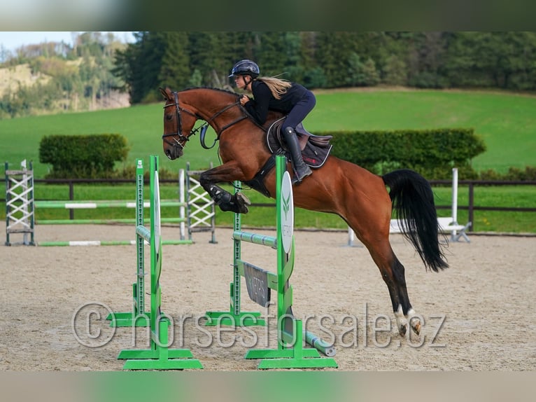 Holsteiner Merrie 7 Jaar 163 cm Bruin in Benesov