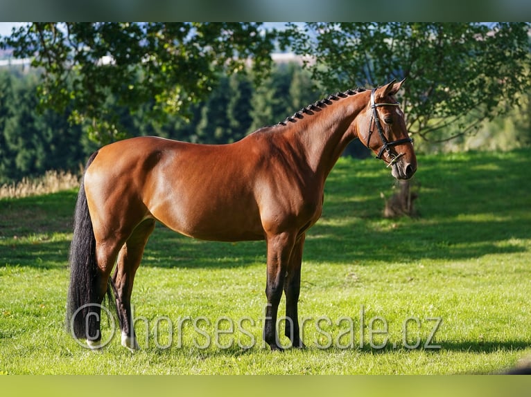 Holsteiner Merrie 7 Jaar 163 cm Bruin in Benesov