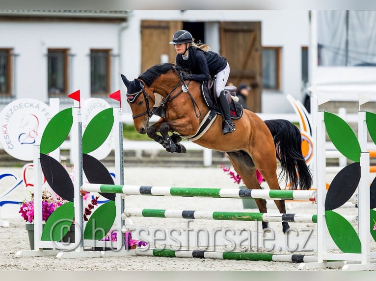 Holsteiner Merrie 7 Jaar 163 cm Bruin in Benesov