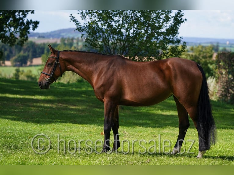 Holsteiner Merrie 7 Jaar 163 cm Bruin in Benesov