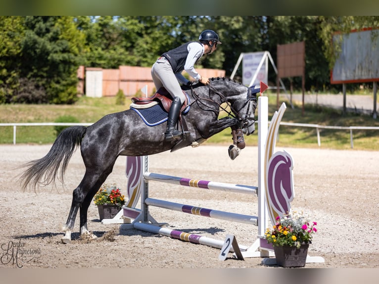 Holsteiner Merrie 7 Jaar 163 cm Schimmel in Zduchovice